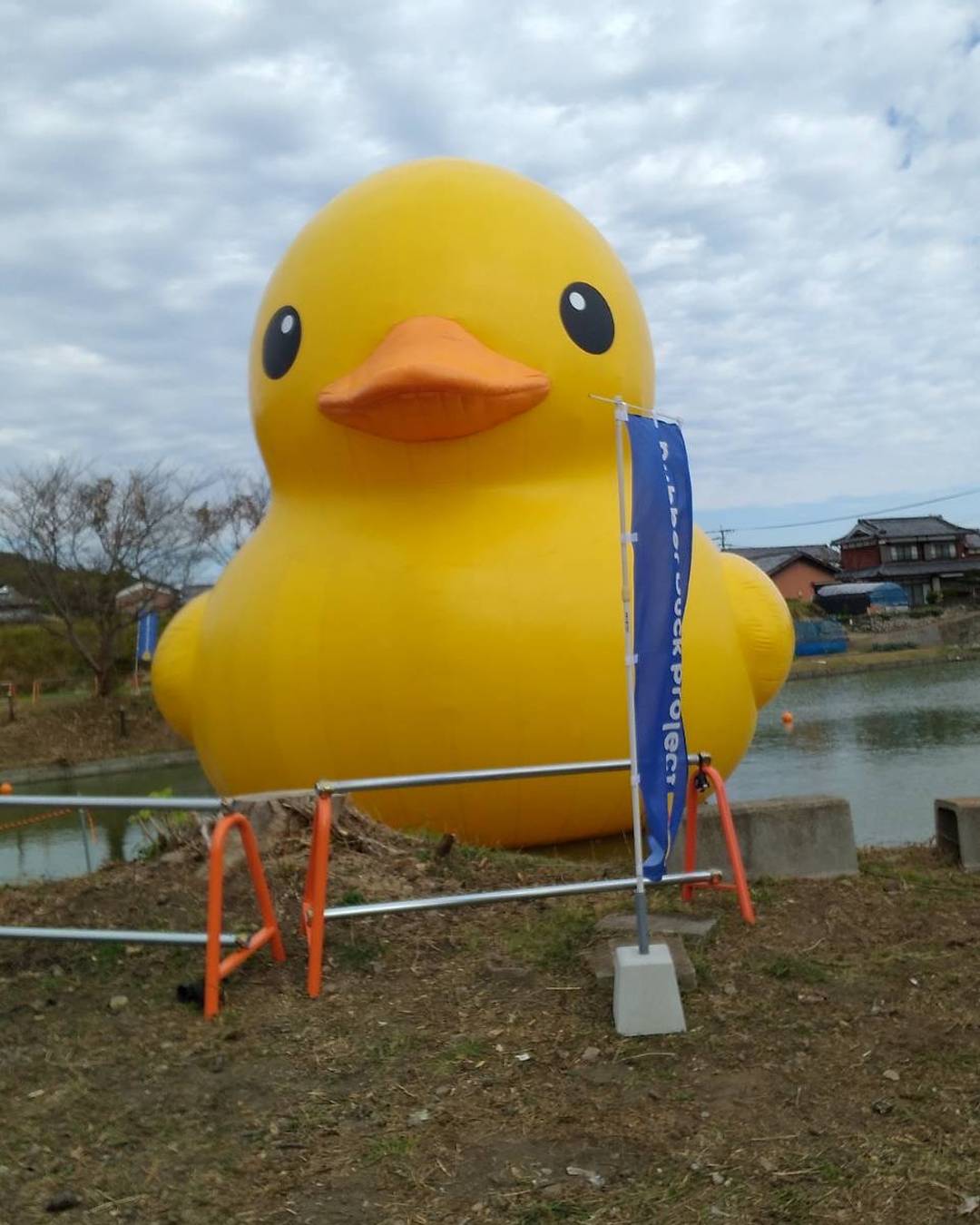 幸せを運ぶアヒルさん