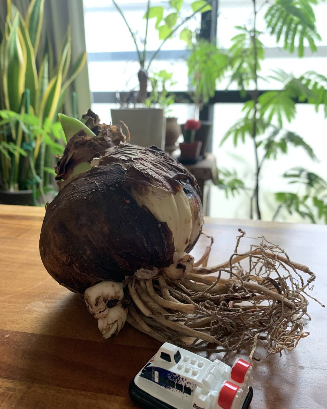 マジックアマリリスを迎え入れま