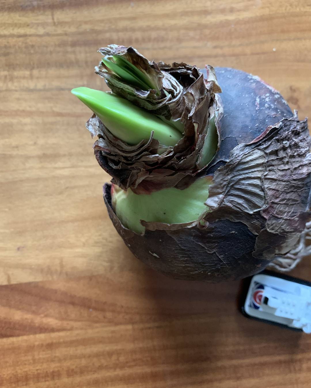 マジックアマリリスを迎え入れま