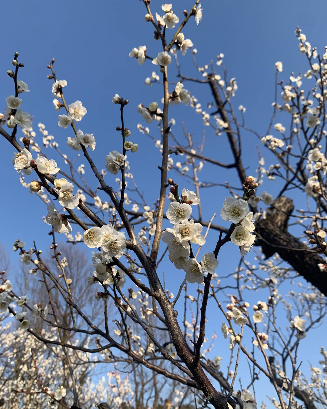 梅の花が咲き始めました