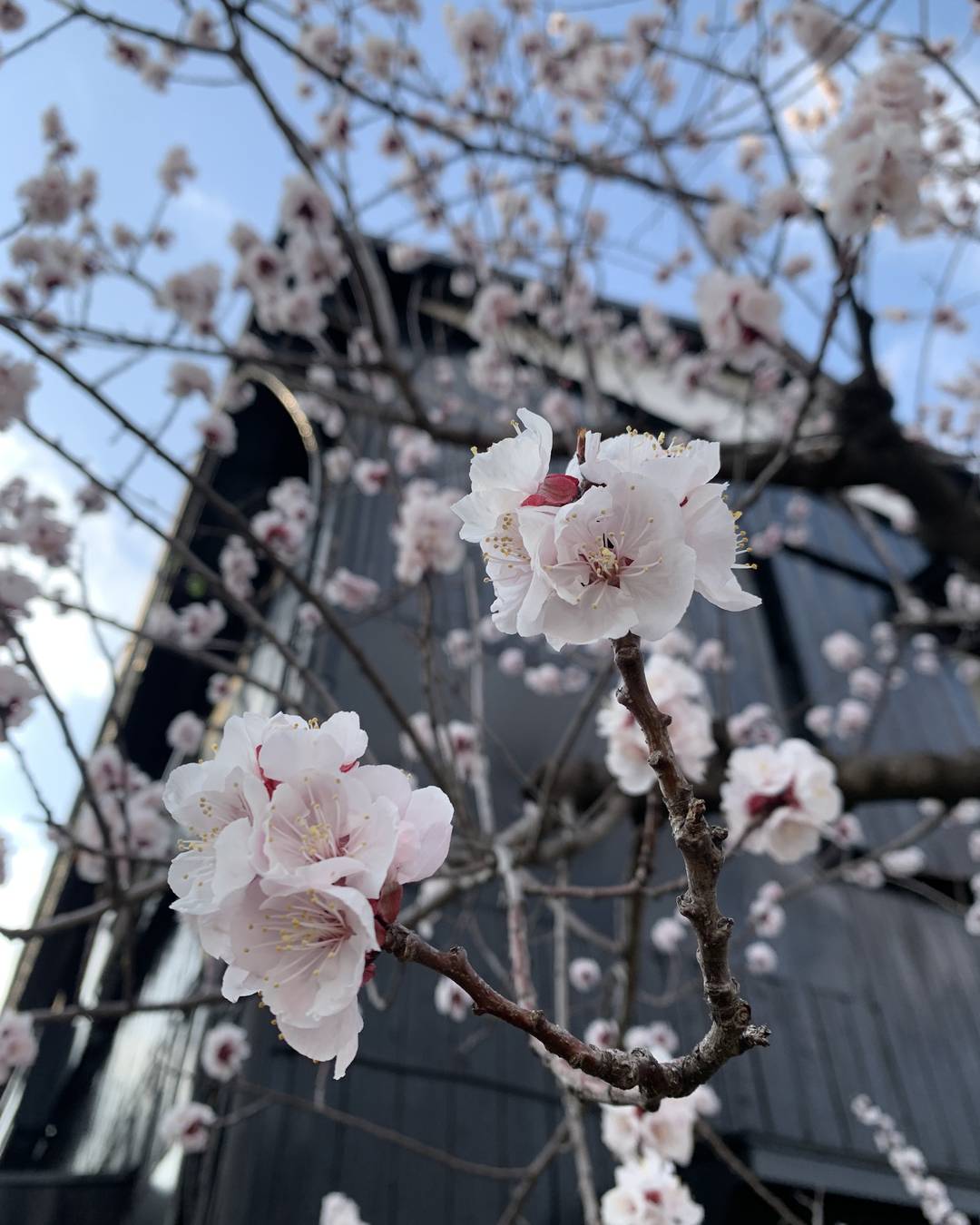 ふと気が付けば、桜が散り始めて