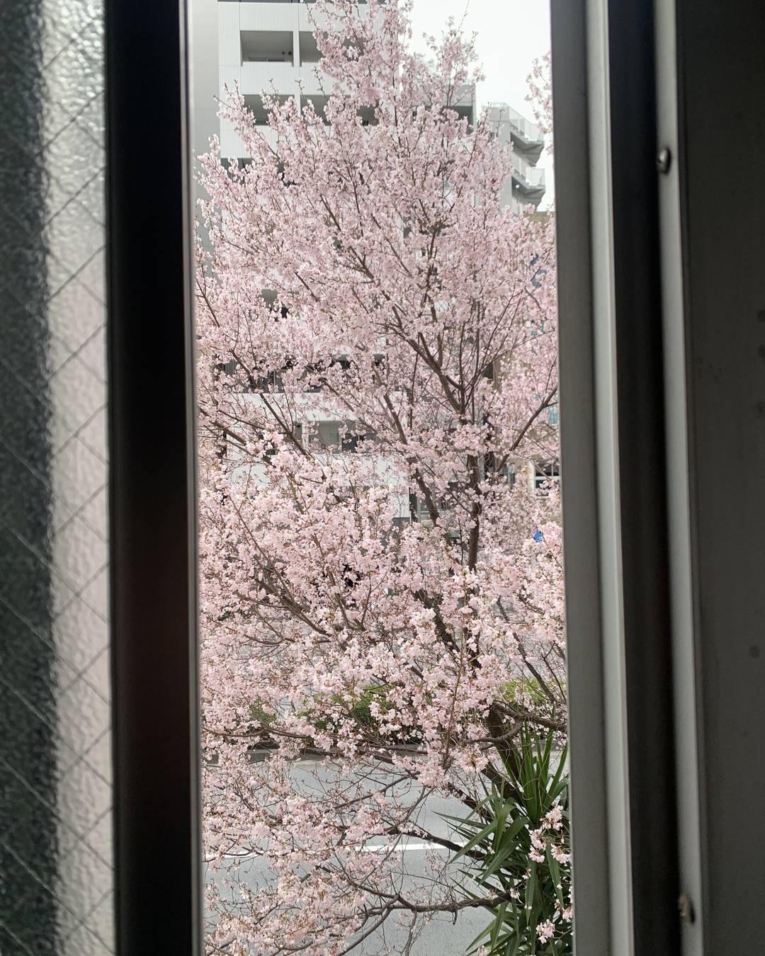 ふと気が付けば、桜が散り始めて