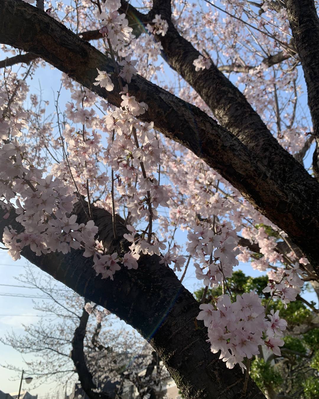 ふと気が付けば、桜が散り始めて