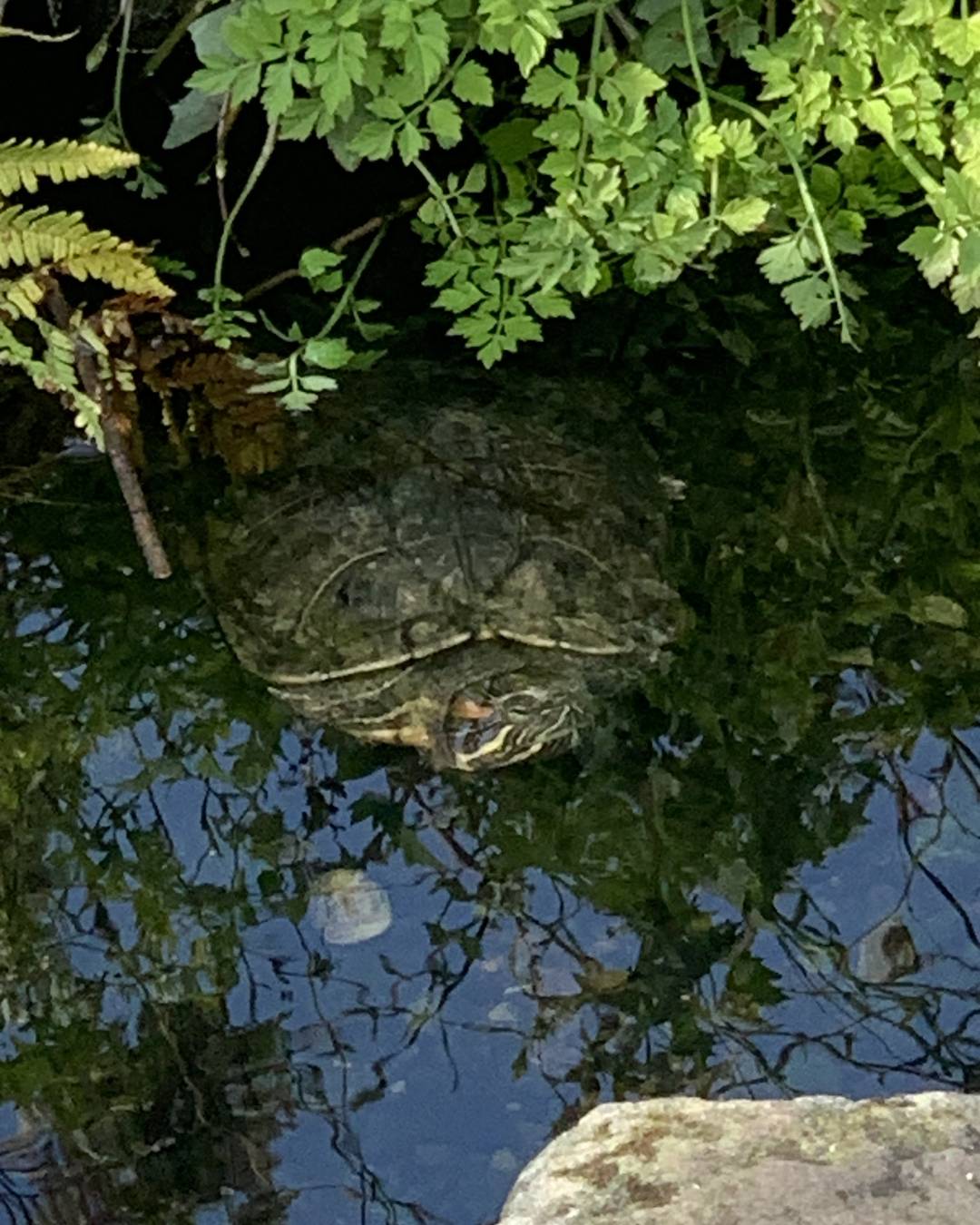 ふと気が付けば、桜が散り始めて