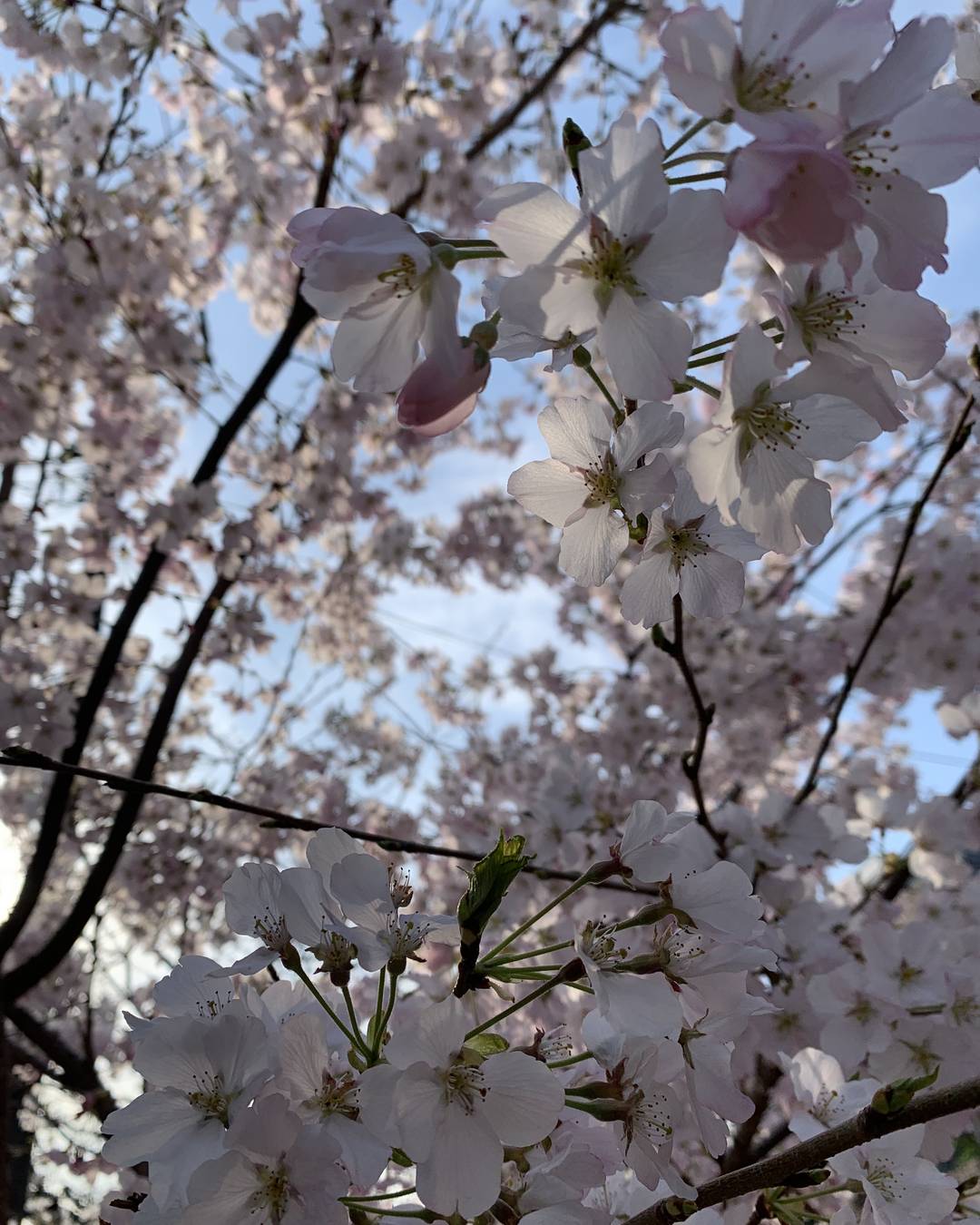 ふと気が付けば、桜が散り始めて