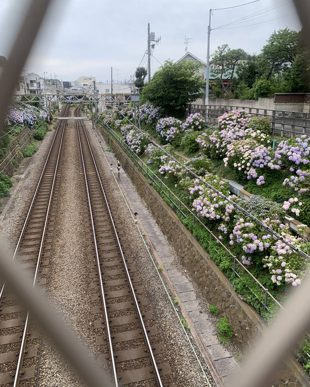 そして、紫陽花と雨とカタツムリ