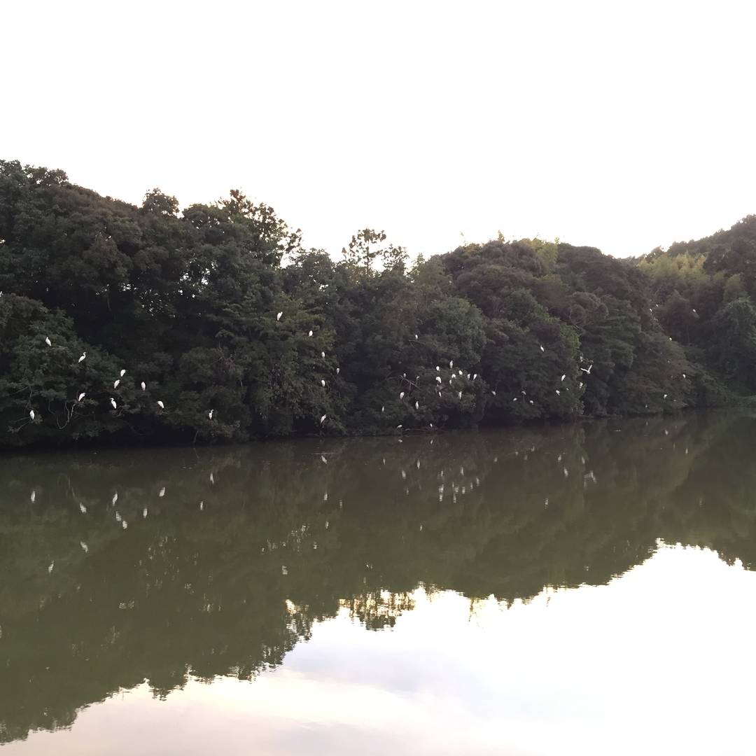 ため池とお米